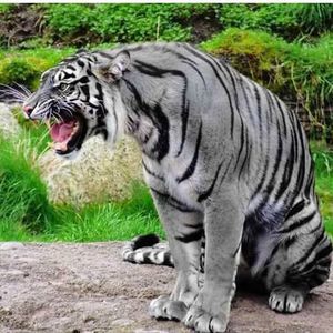 Meet your Posher, Darrin